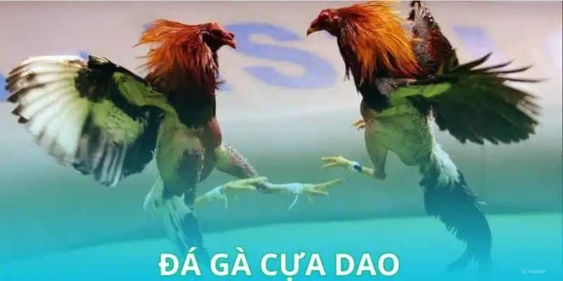 Giới thiệu hình thức chọi gà cựa dao là gì