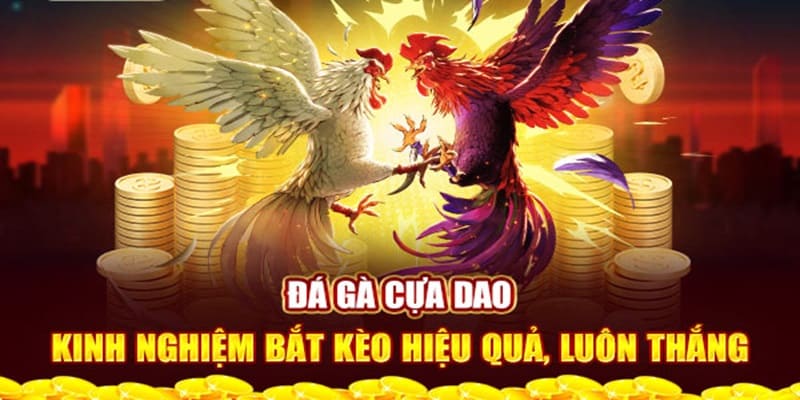Mẹo cược chọi gà cựa dao dành chiến thắng