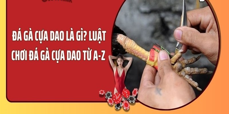 Luật chơi cơ bản của chọi gà cựa dao